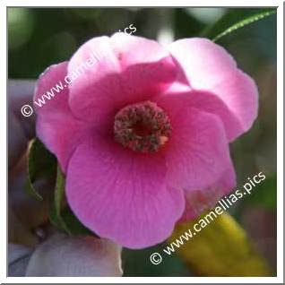 Camellia Hybride C.x williamsii 'John Pickthorn'