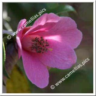 Camellia Hybrid C.x williamsii 'John Pickthorn'