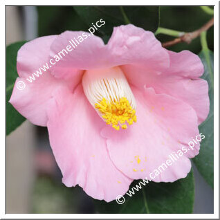 Camellia Japonica 'Jômanji'
