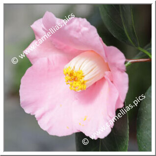Camellia Japonica 'Jômanji'