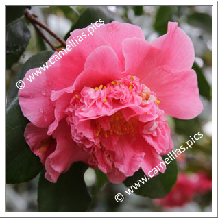 Camellia Japonica 'Jonathan'