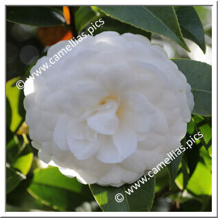 Camellia Japonica 'José Marques Loureiro'