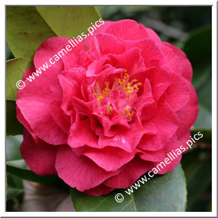 Camellia Japonica 'Joseph Pfingstl'