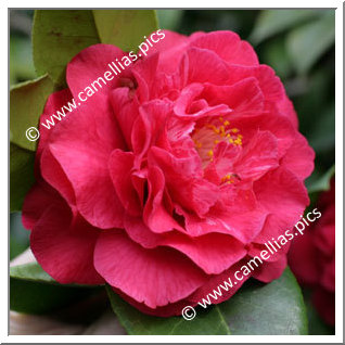 Camellia Japonica 'Joseph Pfingstl'