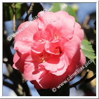Camellia Japonica 'Josephine Duell'
