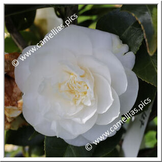 Camellia Japonica 'Joshua E. Youtz'