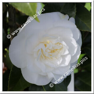 Camellia Japonica 'Joshua E. Youtz'