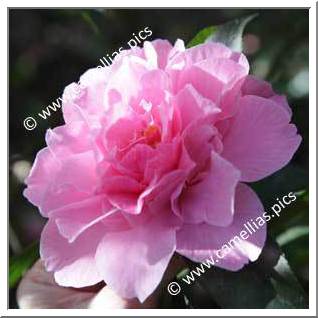 Camellia Hybrid C.x williamsii 'Jubilation'