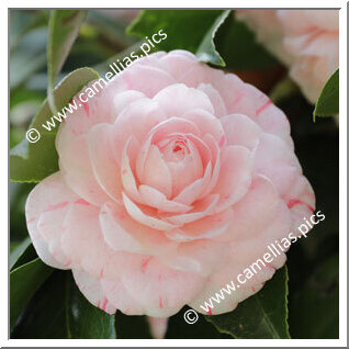 Camellia Japonica 'Jubilee'