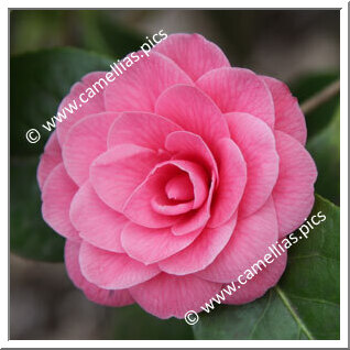 'Jubilee Rosea'