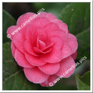 Camellia Japonica 'Jubilee Rosea'