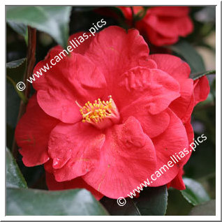 Camellia Japonica 'Jules Verne'