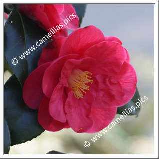 Camellia Japonica 'Jules Verne'