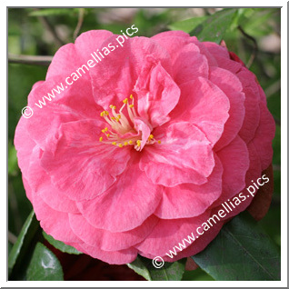 'Julia Drayton'