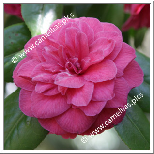 Camellia Japonica 'Julia Drayton'