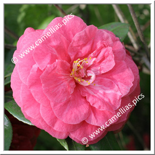 Camellia Japonica 'Julia Drayton'