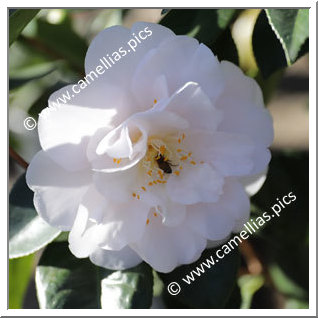 Camellia Japonica 'Julia France'