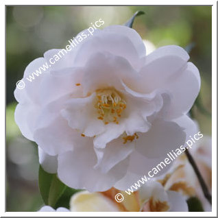 Camellia Japonica 'Julia France'