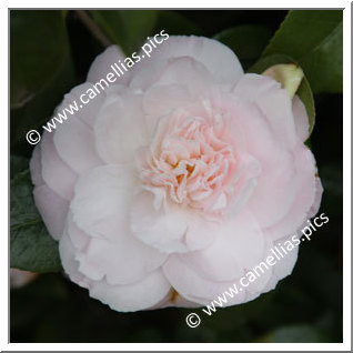 Camellia Hybride C.x williamsii 'Julia Hamiter'