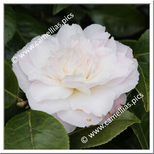 Camellia Hybrid C.x williamsii 'Julia Hamiter'