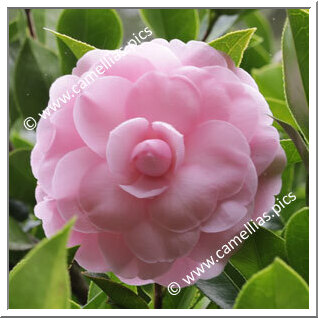 Camellia Hybrid C.x williamsii 'Julie Felix'