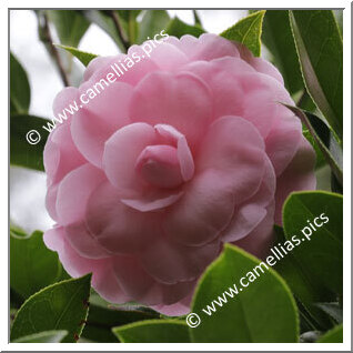 Camellia Hybrid C.x williamsii 'Julie Felix'
