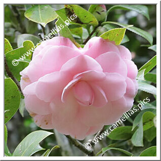 Camellia Hybrid C.x williamsii 'Julie Felix'