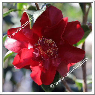 Camellia Japonica 'Julius Nuccio '