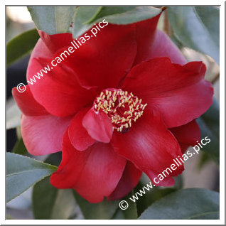 Camellia Japonica 'Julius Nuccio '