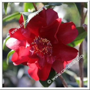 Camellia Japonica 'Julius Nuccio '