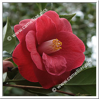 Camellia Japonica 'Jupiter (Paul)'
