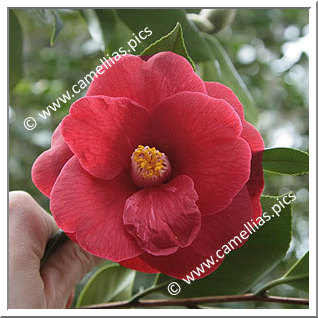 Camellia Japonica 'Jupiter (Paul)'