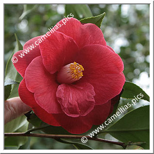 Camellia Japonica 'Jupiter (Paul)'