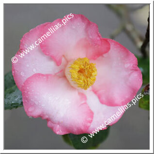 Camellia Japonica 'Juraku'