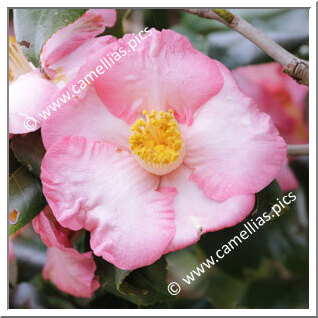 Camellia Japonica 'Juraku'