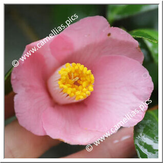 Camellia Japonica 'Jurô-an'