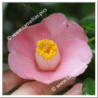 Camellia Japonica 'Jurô-an'