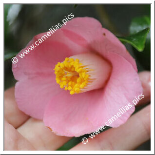Camellia Japonica 'Jurô-an'