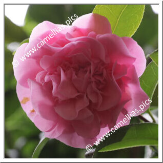 Camellia Hybrid C.x williamsii 'Jury's Sunglow'