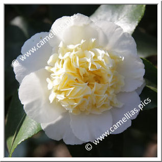 Camellia Hybride C.x williamsii 'Jury's Yellow'