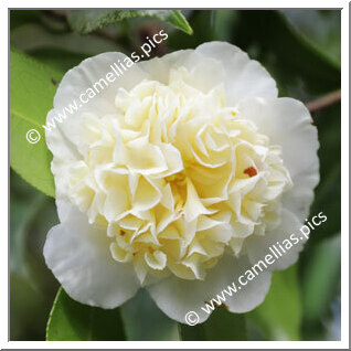 Camellia Hybride C.x williamsii 'Jury's Yellow'