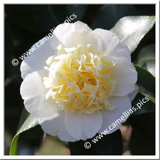 Camellia Hybride C.x williamsii 'Jury's Yellow'