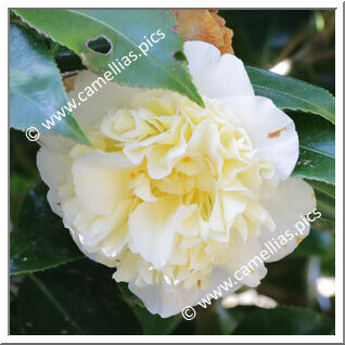 Camellia Hybride C.x williamsii 'Jury's Yellow'