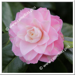 Camellia Japonica 'Just Darling '