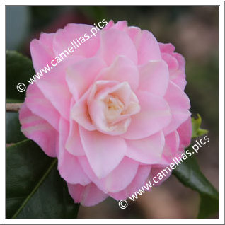 Camellia Japonica 'Just Darling '