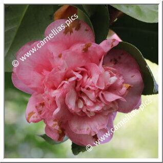 Camellia Japonica 'Just Sue'