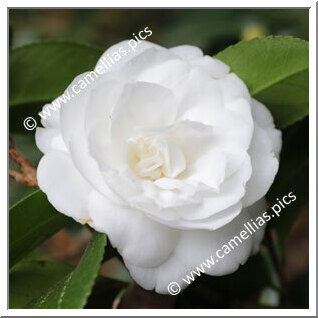 Camellia Japonica 'Justine Heurtin'