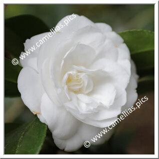 Camellia Japonica 'Justine Heurtin'