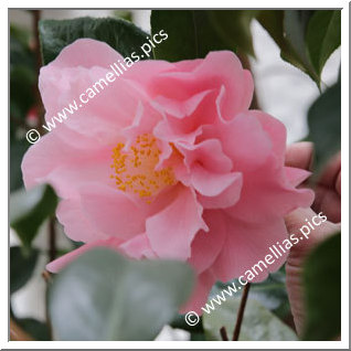 Camellia Japonica 'Jutta'