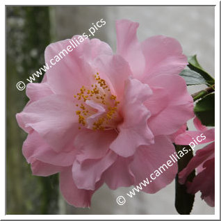 Camellia Japonica 'Jutta'